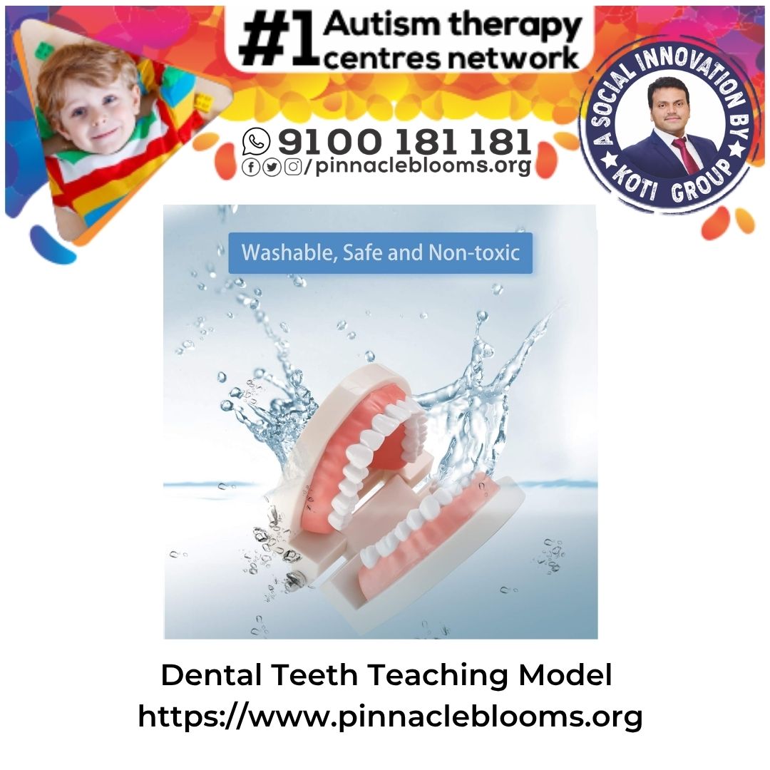 Dental Teeth Teaching Model